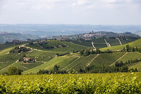 Langa of Barolo Landscape